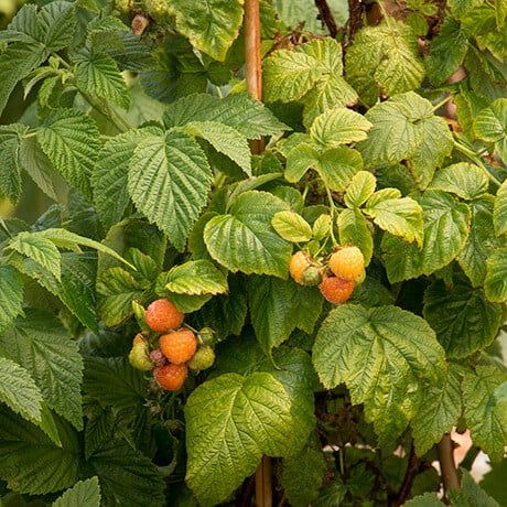 Arbusti Fructiferi (Zmeur Galben )