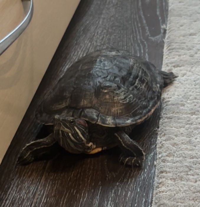 Продам террариум с красноухими черепахами