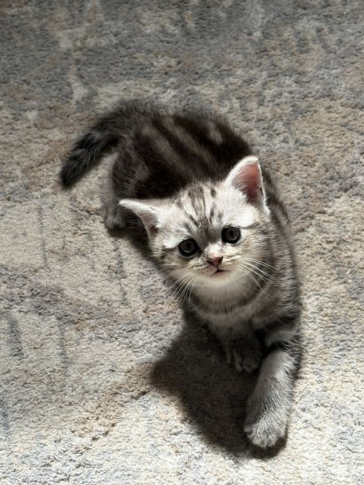 Мальчик. Шотланд