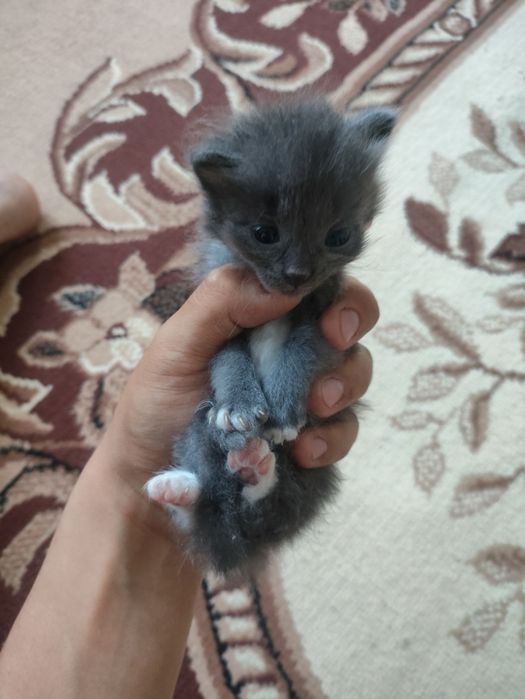 отдам котят в добрые руки