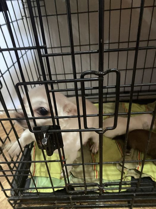 Продаются щенки ЧихуаХуа