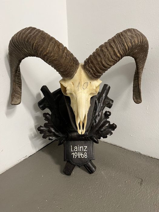 Трофеи от муфлони