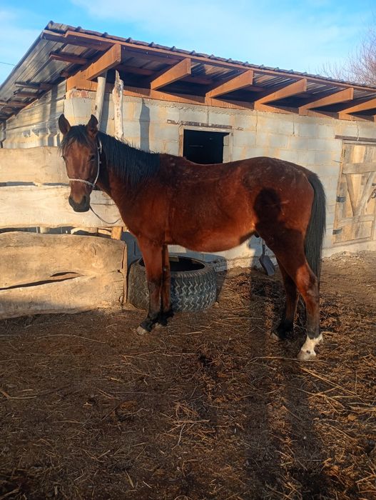Ассалаумагалеком