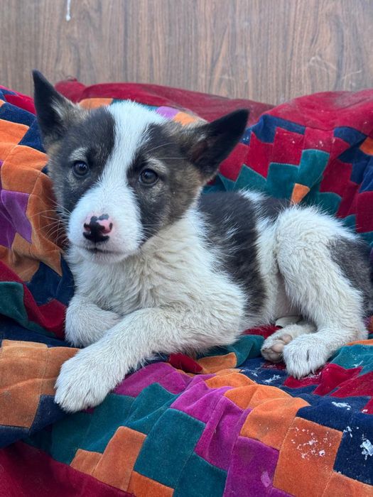 Отдам хвостиков в добрые руки