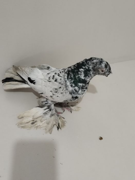 Голубы двухшубые