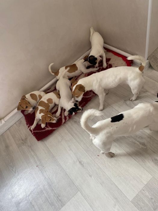 Джек Рассел Терьер