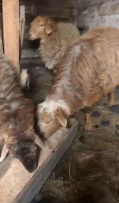 Продам маточных баран и коз ешкы