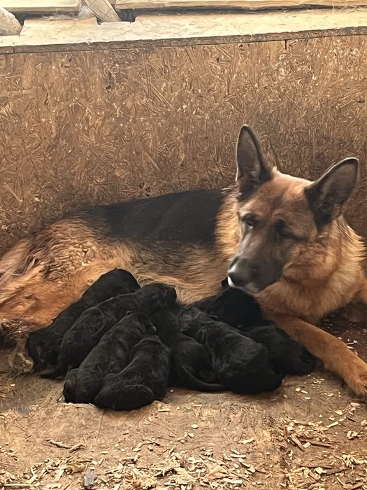 Яркие щенки немецкой овчарки