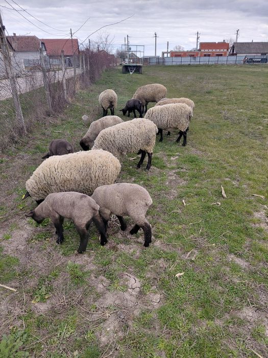 Oii sufolk 5 bucati cu miei de vânzare