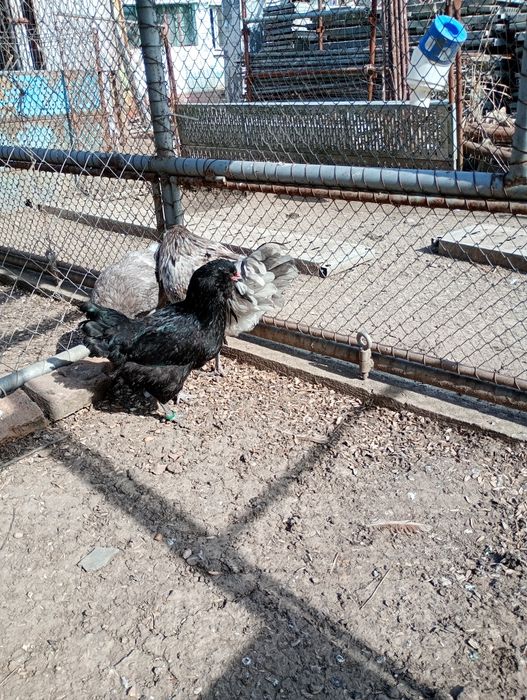 Oua Ameraucana BBS