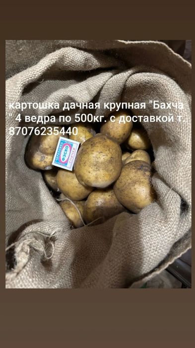 Картошка дачная,отборная