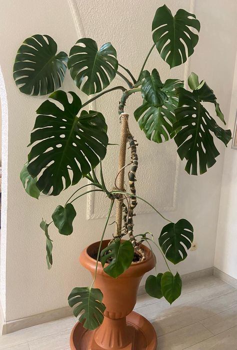 Монстера растение комнатное