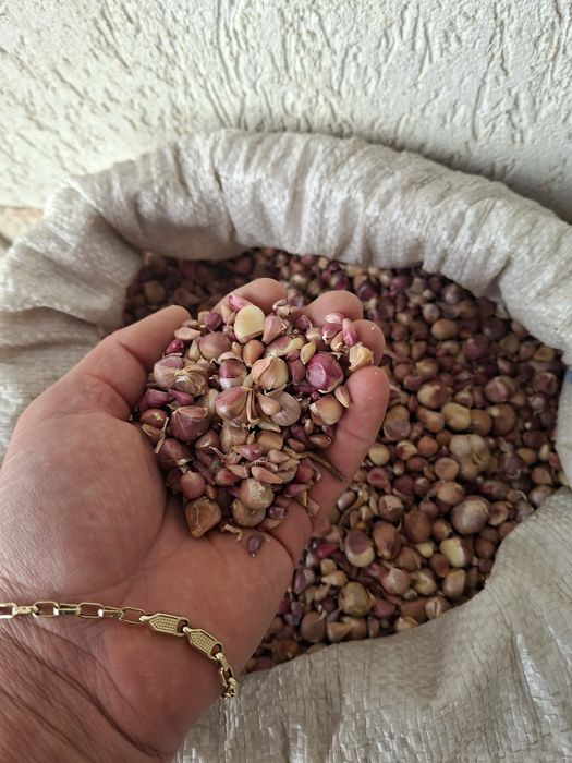 Samanta de baib si baib de consum