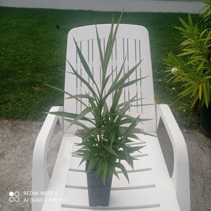 Dracena plantă ornamentală