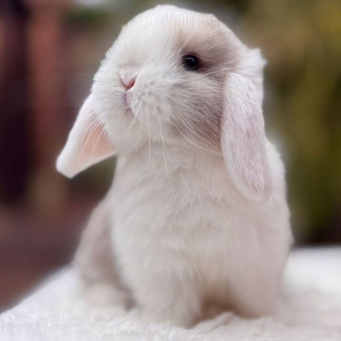 Quyonchalar dekorativniy