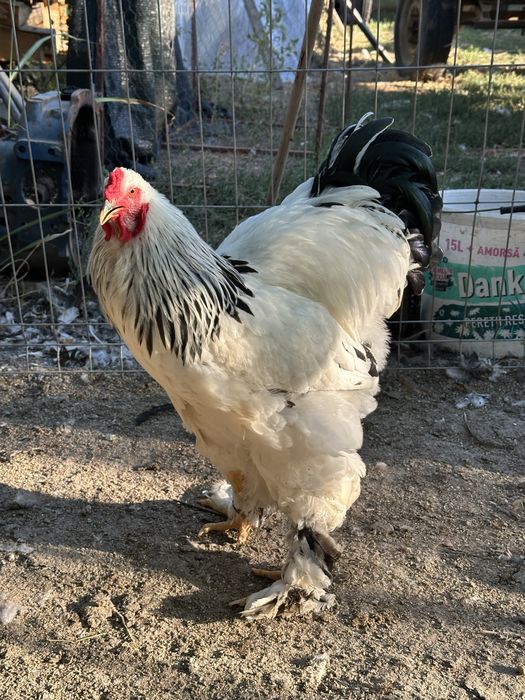 Cocosi brahma herminat deschis