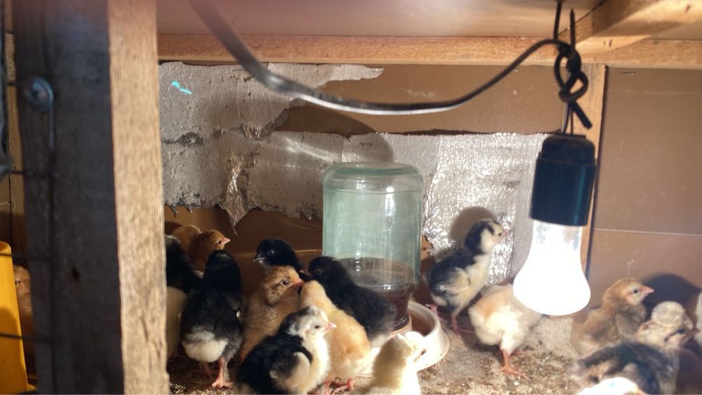 казакы балапандар