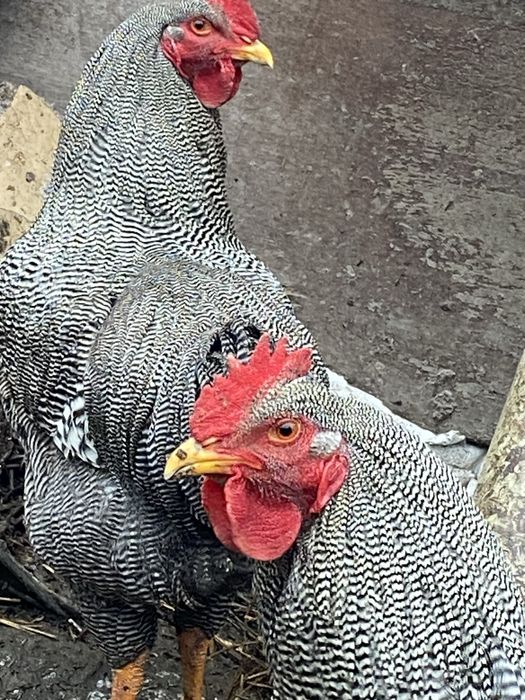 De dat cocosi plaimont rok barat si brahma