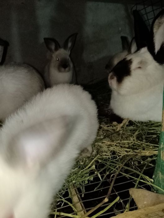 калиф куён,4 та шахтёр боласи билан. .