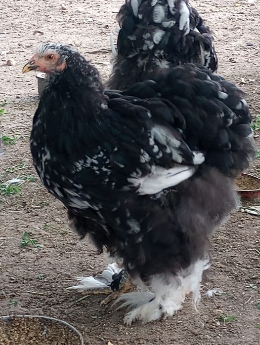Vand cocosi si puici conchinchina urias
