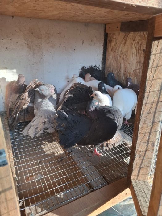 2шт жук Павлин 1шт Кок 1шт Красный Обшый4шт 1шт 4000тг