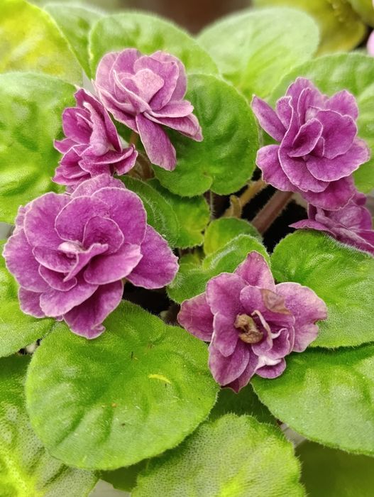 Цветы на подоконнике