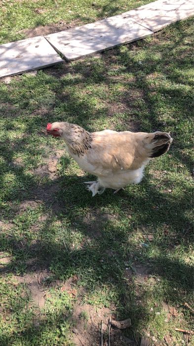 Инкубационные яйца брама