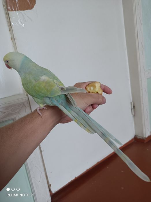 Anjrella anjrella, , ,