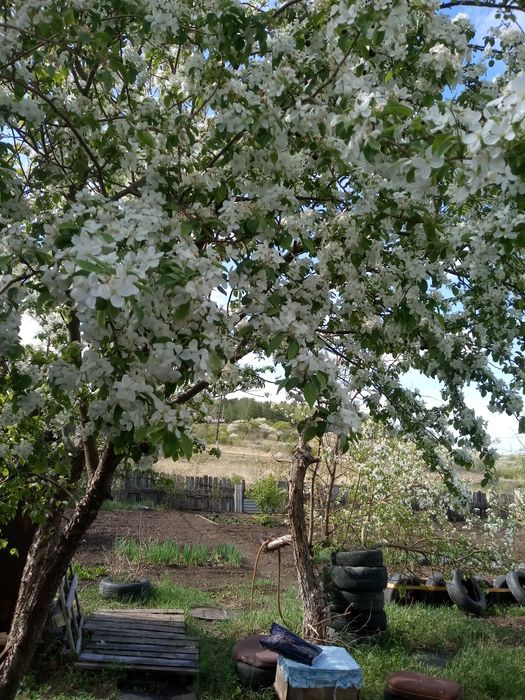 Продам дачу по Зерендинской трассе