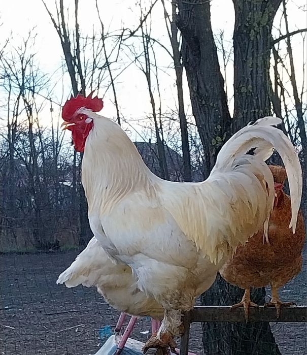 Mai am 3 cocosi pt Supa crescuti liberii bio