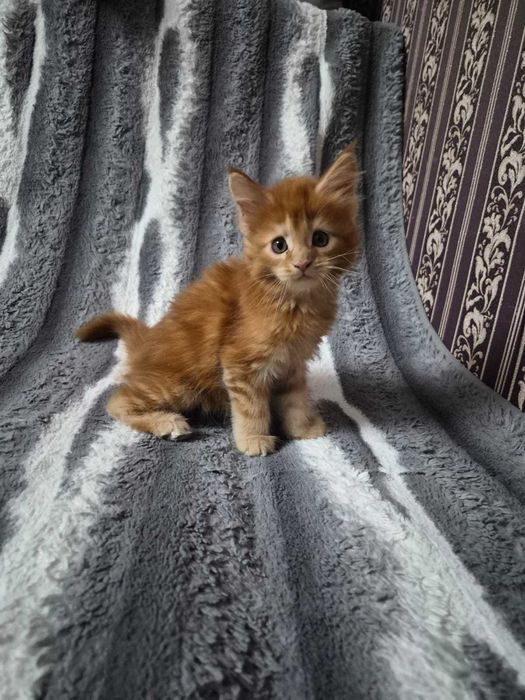 Продаётся котик Мейн-кун