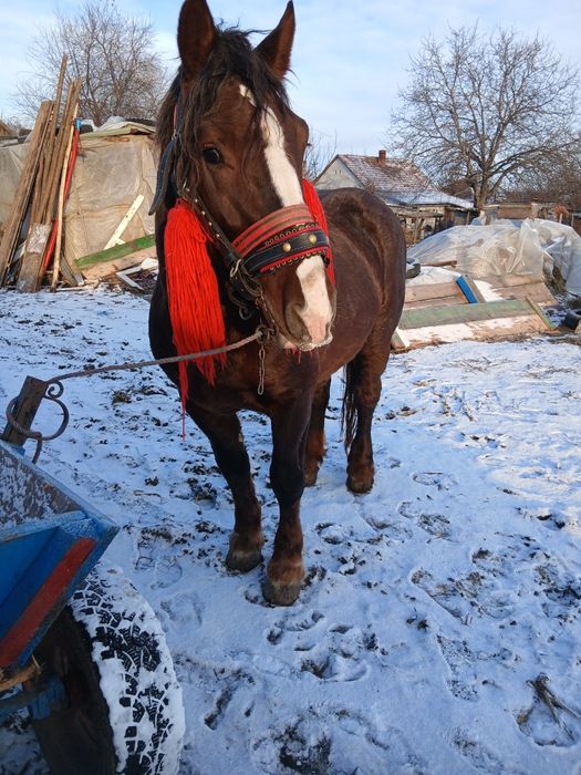 Disponibil armăsar de 4 ani