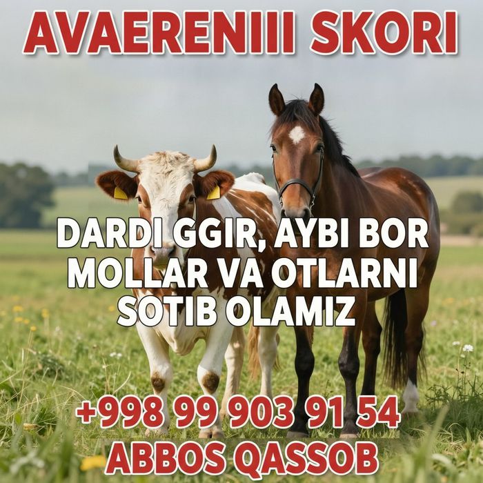 Qassob hizmatlari