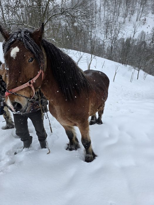 Cai de vânzare!  Foarte cuminți!
