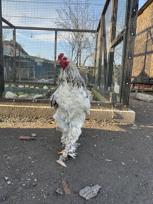 Cocoși brahma de vânzare