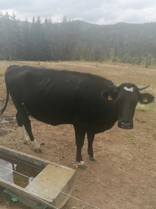 Продавам две крави стелни