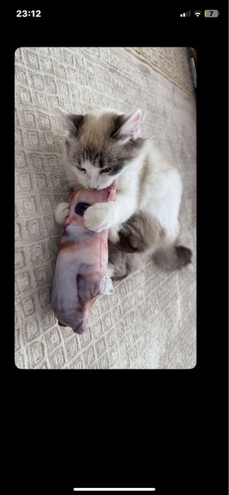 vand pisica Ragdoll tot cu ansamblu de pisici