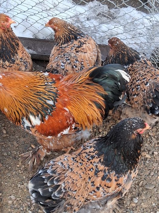 Vând ouă de incubat