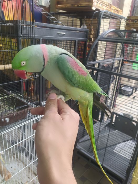 Kakadu .Ara.Jaku.Blagarodini.Aratinka Aleksandir