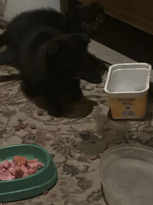 Котята вислоухие девочки