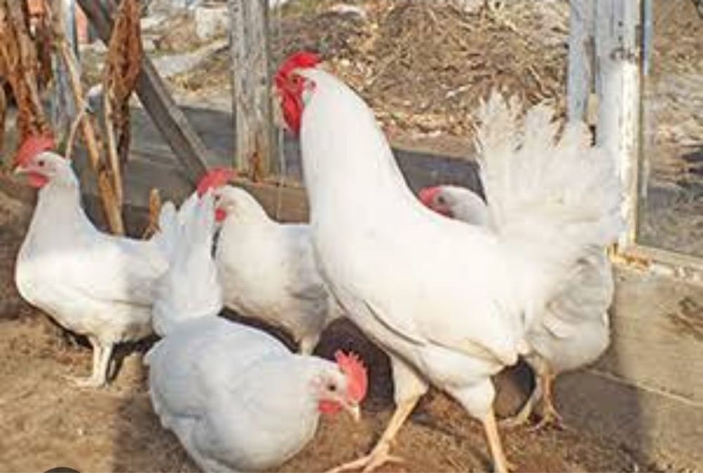 Куры несушки 14 шт