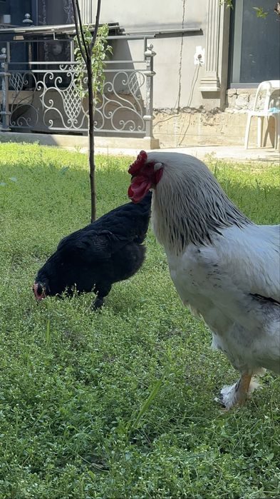 Brama xoroz va qora shahzoda tovuq 350 mingdan