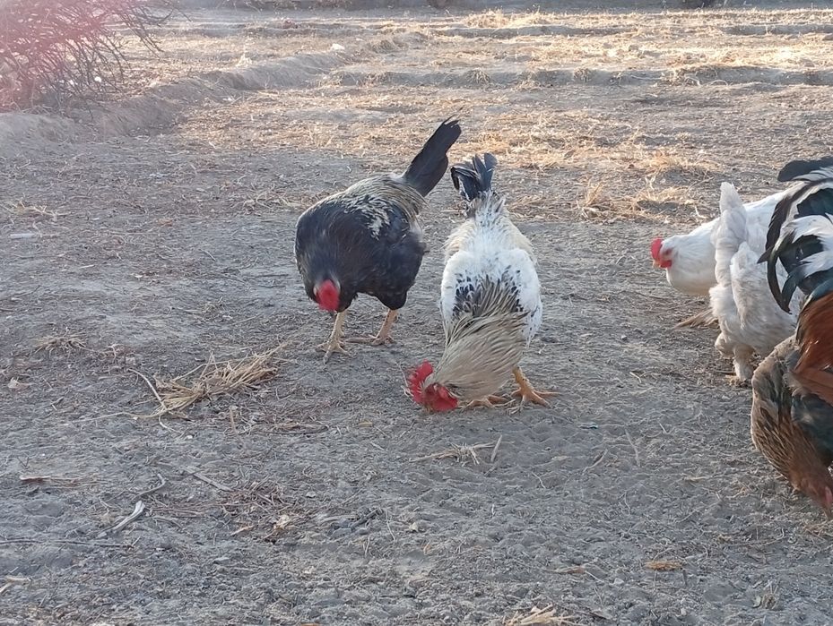 Әтеш сатамын 5000