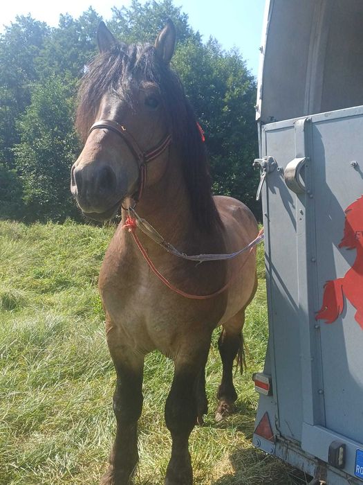 Vand armăsar de 4 ani