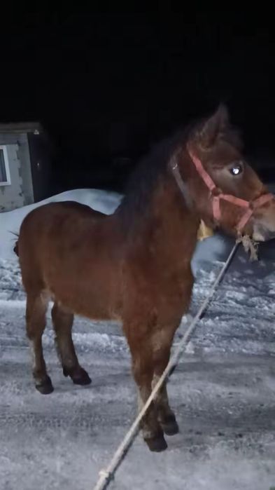 Se vinde mănz de 7 luni