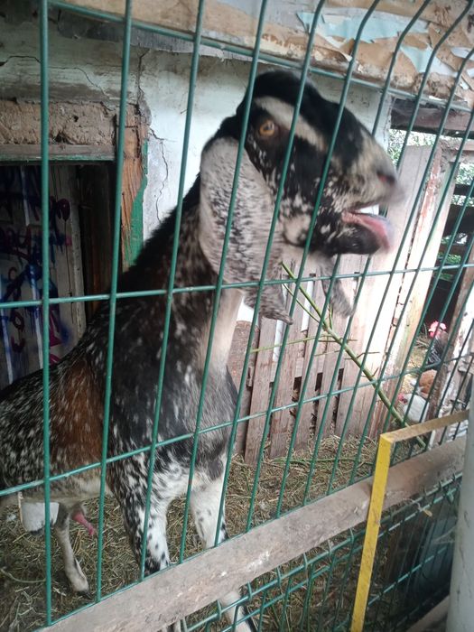 Козлята альпонубийские.