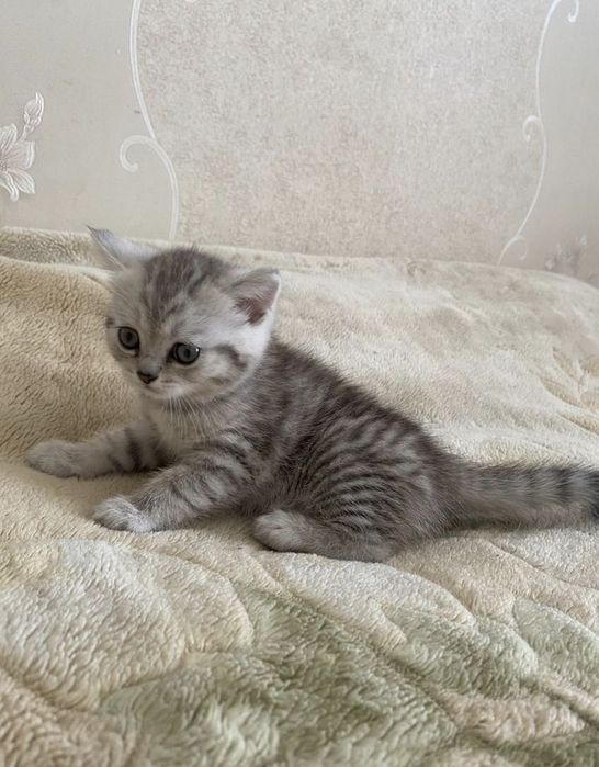 Шотландские Вислоушки