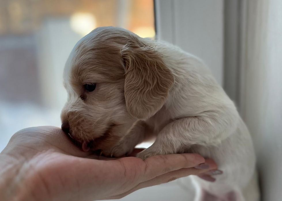 Продам щенков русский охотничий спаниэль.