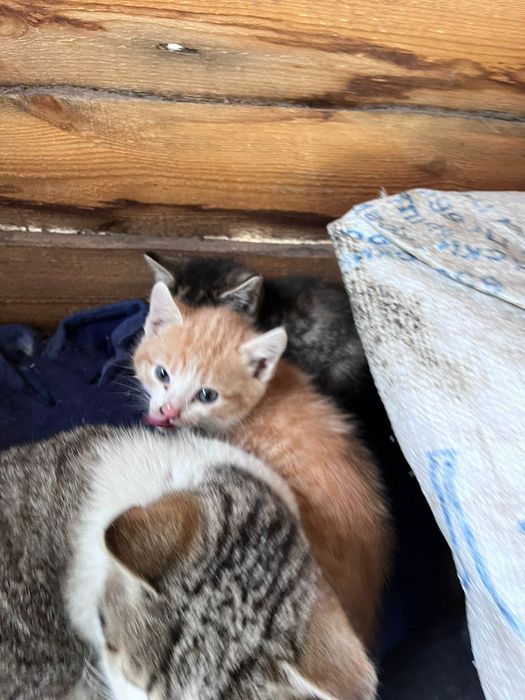 Отдам даром котят