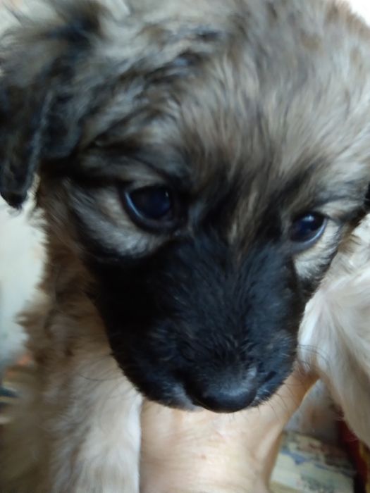 Отдам в заботливые руки щенков